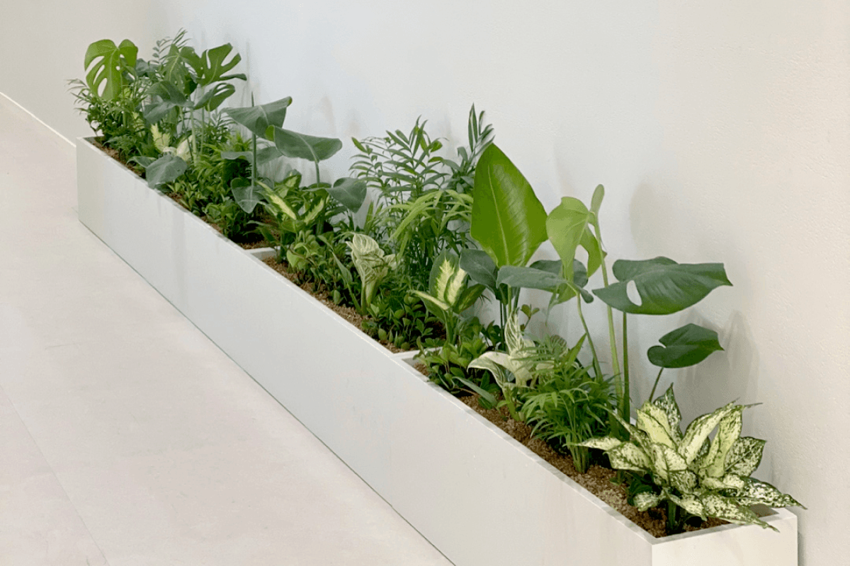 대형 플랜트박스