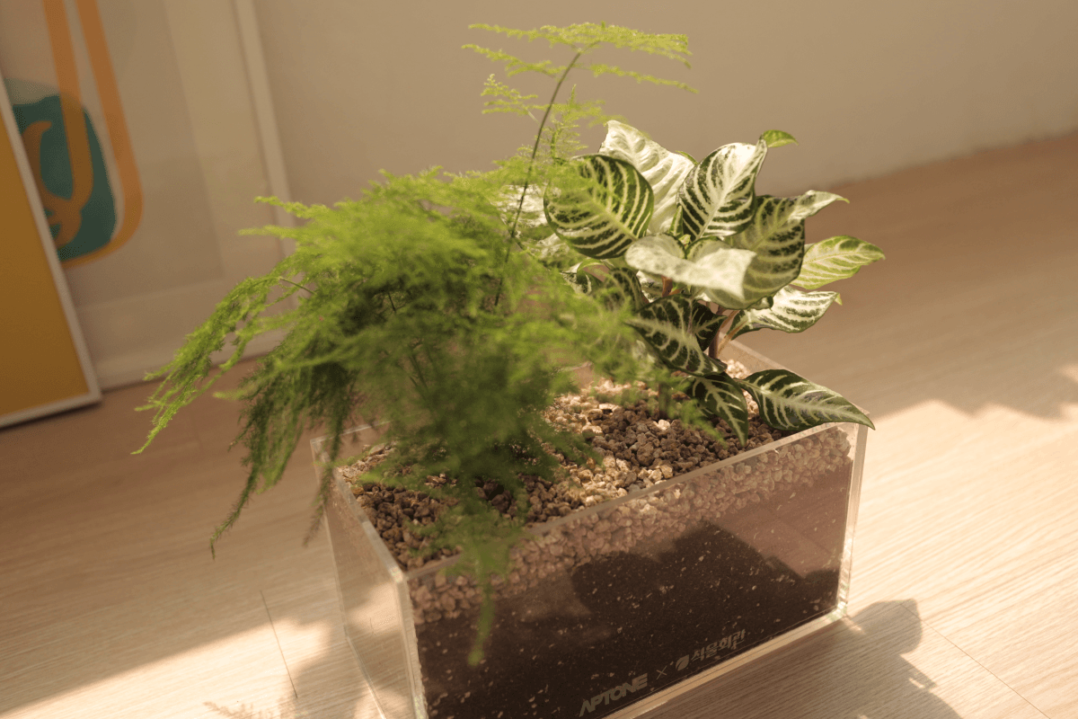 캐비넷 플랜트박스