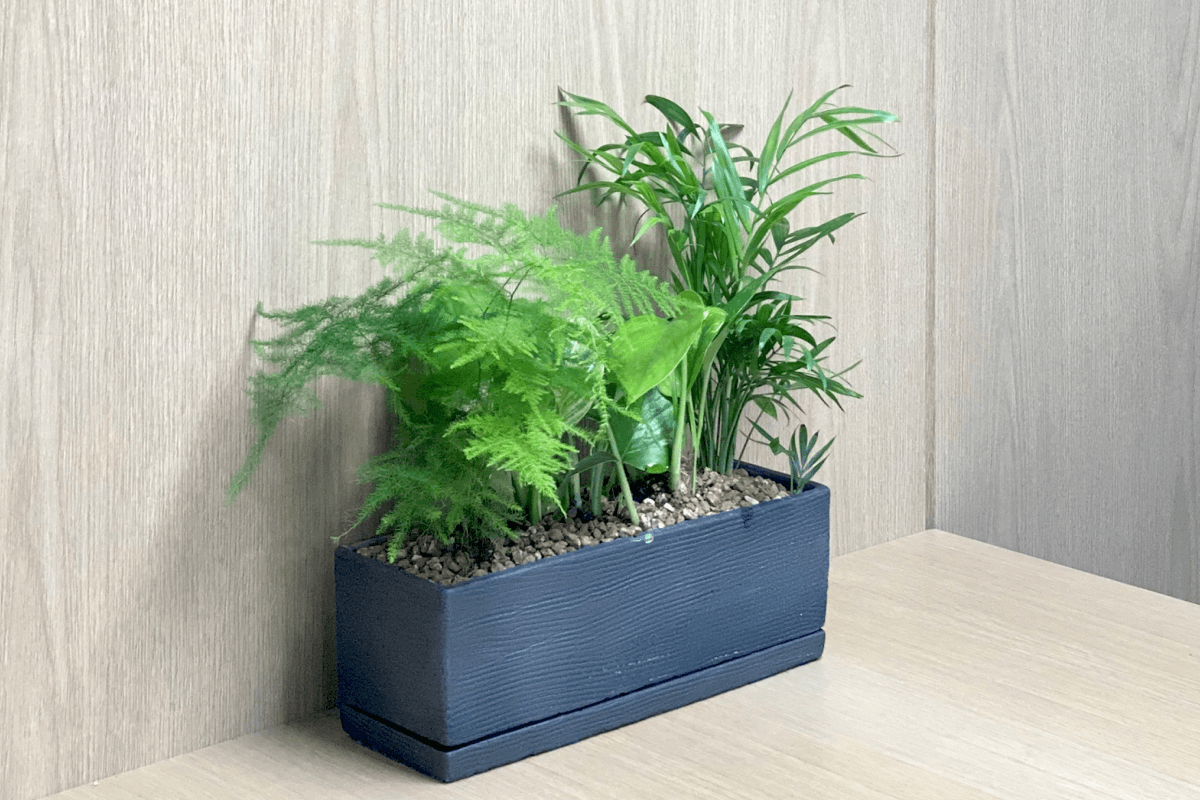 캐비넷 플랜트박스